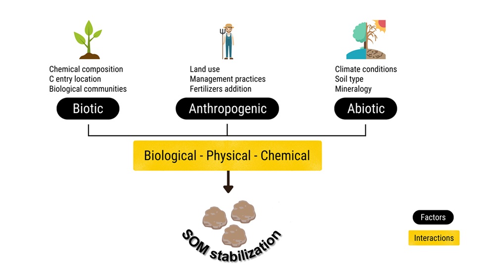 Stabilization of organic matter in soils: drivers, mechanisms, and analytical tools – a literature review