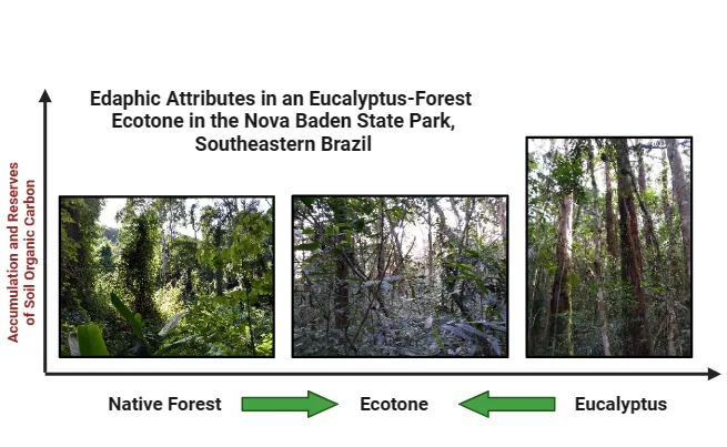 Edaphic properties in a eucalyptusforest ecotone in the Nova Baden State Park, Southeastern Brazil