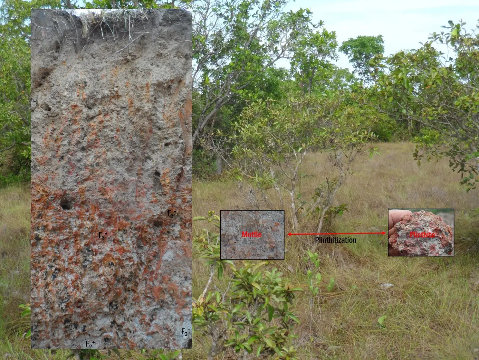 Chemical and mineralogical constitution of redoximorphic features and mechanism of formation of Plinthosols from the Araguaia River plain, Brazil
