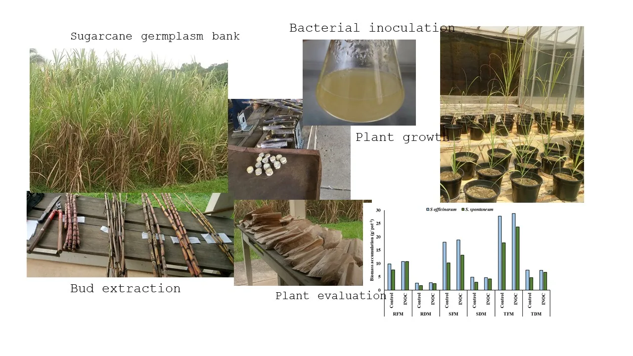 Initial growth response of twelve Saccharum Complex genotypes to inoculation using Nitrospirillum viridazoti