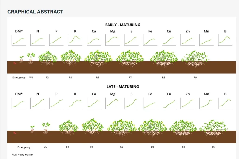 Nutrient uptake and removal by runner peanut cultivars of different maturity groups