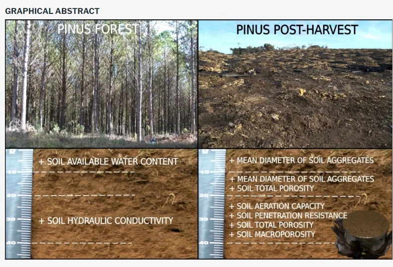 Mechanized harvesting of a Pinus taeda L. forest does not impair the physical properties of a Nitossolo Bruno