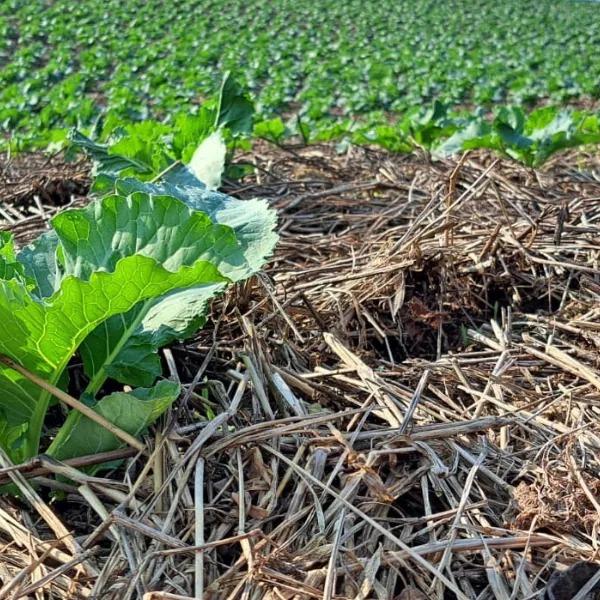 Sistema de Plantio Direto de hortaliças: método de transição agroecológica como ferramenta para a conservação do solo, redução dos impactos climáticos e aumento da produtividade