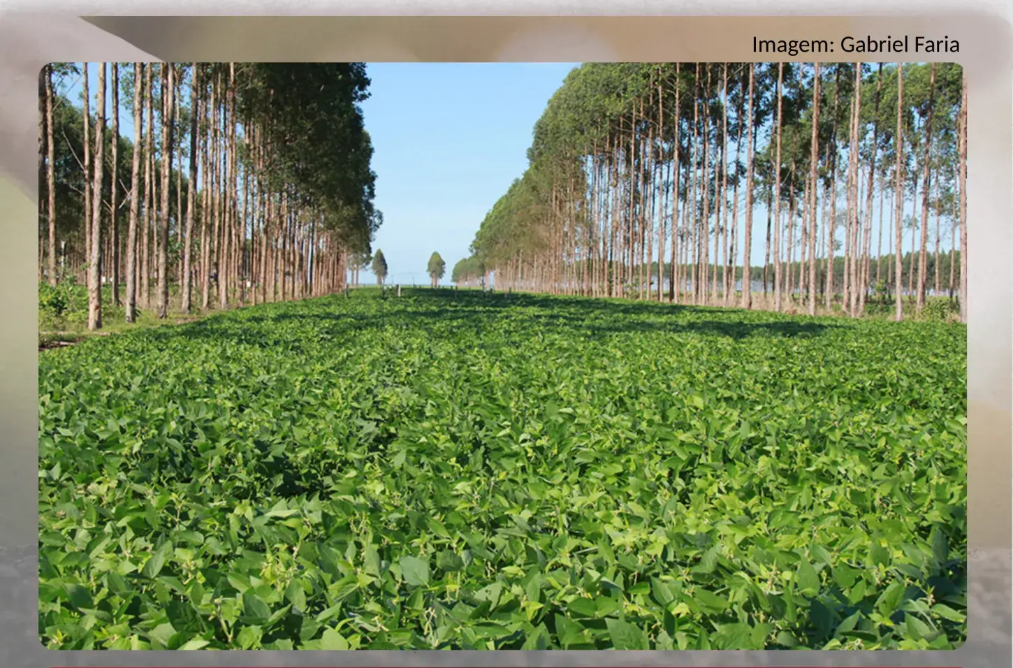 Emergência climática e carbono no agro brasileiro